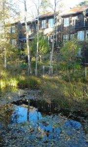 One of the areas dams. Photo: AnnVixen