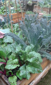 Beetroot and kale! Photo: AnnVixen