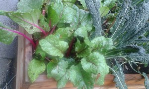 The raw beauty of beetroot and Kale! Photo: AnnVixen