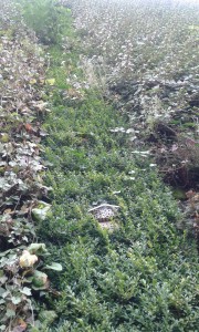 The green wall on The Core is also a home of a bumblebee hotel! Photo: AnnVixen