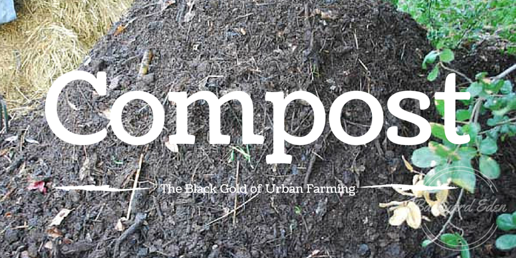 Compost – the black gold of urban farming  No019