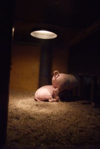 Two piglets in their cubbyhole. Photo: AnnVixen