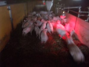 Full rush among the two month old piglets, engaged in play with siblings. Photo: AnnVixen