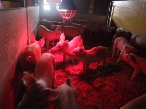 The tasty and happy pig is one of the aims of the eco-dynamic farm. Photo: AnnVixen