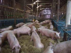 The sows, in waiting, snuggling in the hay. Photo: AnnVixen