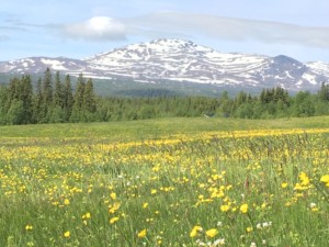 It is June and spring has arrived at Faviken. The views are breath taking Photo: AnnVixen