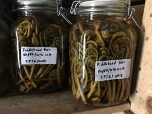 Fiddlehead fern in glas jar in Faviken's root cellar. Photo: AnnVixen TellusThinkTank.com