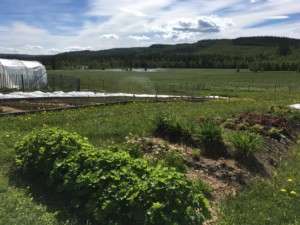 Faviken's fishpond and kitchen garden. Photo: AnnVixen TellusThinkTank.com