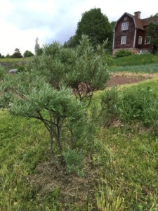 Sea-buckthorn and the main house! Photo: AnnVixen Tellus Think Tank 2016